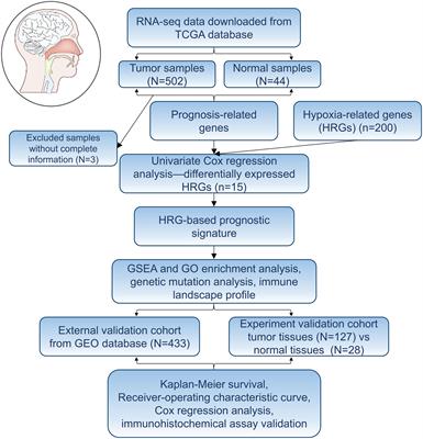 Frontiers Development And Validation Of A Novel Hypoxia Related